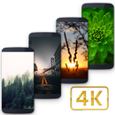Wallsplash APK