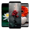 🌷 1000+ Flower Wallpapers (HD \ 4K Best Flowers)