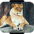 🦁 200+ Lion Wallpapers (HD / 4K) Lion Backgrounds