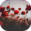 wallpapers for  flowers