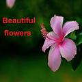Beautiful Flower