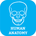 Human Body Anatomy Organ Systems