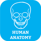 Human Body Anatomy Organ Systems icône