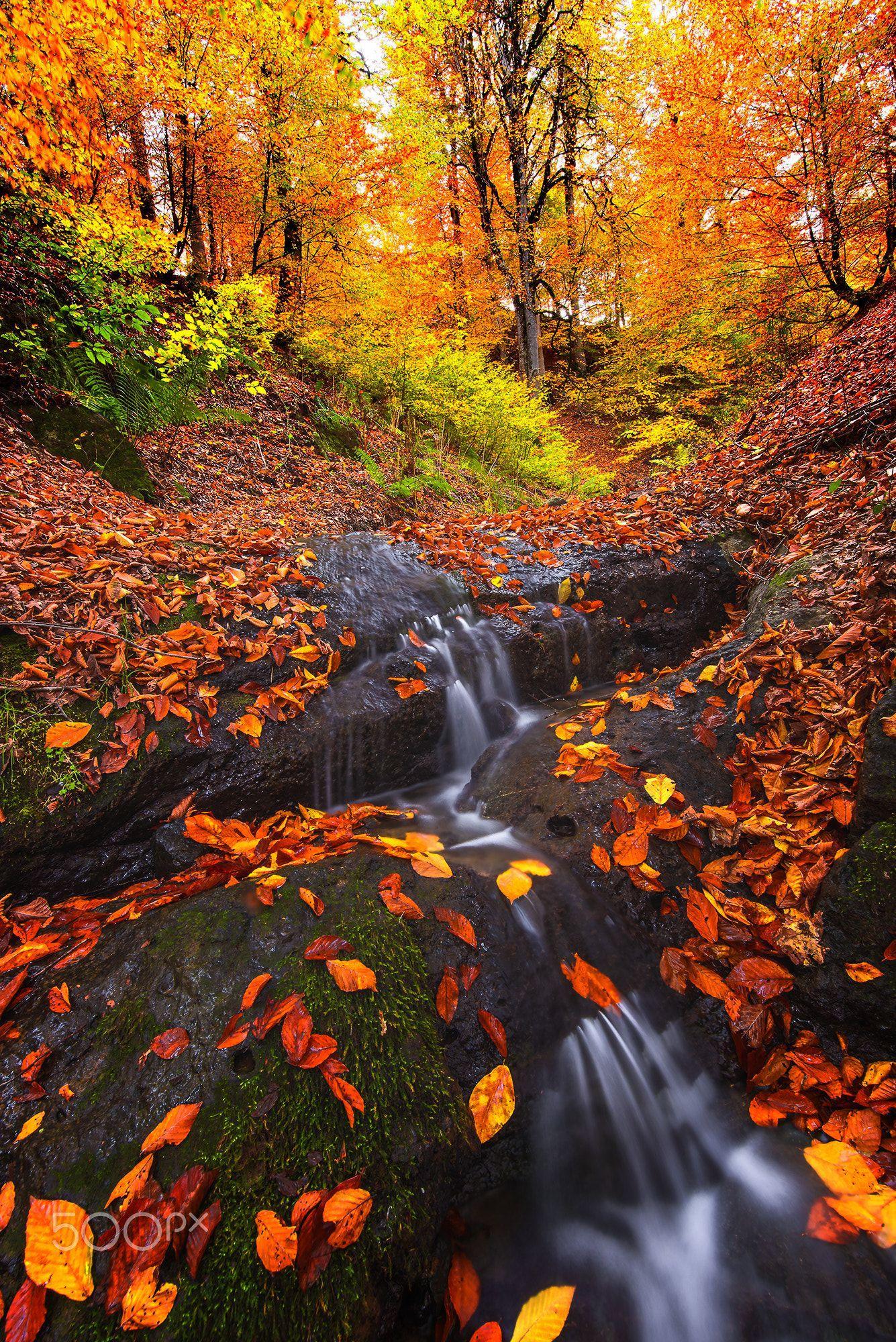 Невероятная осень. Красивая осень. Осенний пейзаж. Осенний лес. Природа осень.
