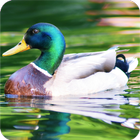 Duck Wallpaper 图标