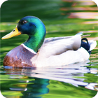 Duck Wallpaper-icoon