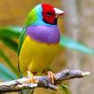Bird Wallpaper
