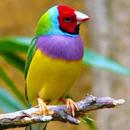 Bird Wallpaper APK