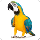 vogelgeluiden-APK