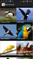 Bird Sounds 海報