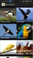 Sonidos de aves Poster