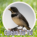 Canto Coleiros Tui Tui Zel Zel APK