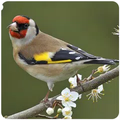 Top Sonneries Oiseaux
