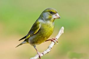 Chants d'oiseaux capture d'écran 1