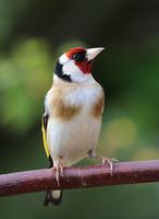 Chants d'oiseaux capture d'écran 2