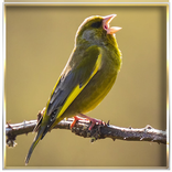 पक्षी गीत