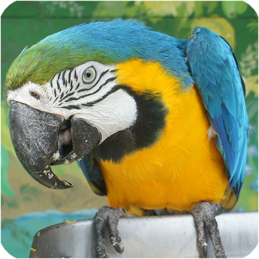 Sonidos de pájaros gratis
