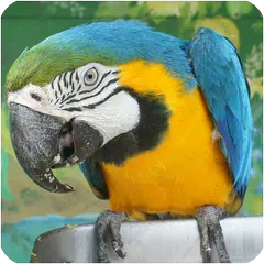 Sonidos de pájaros gratis