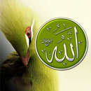 كنوز اسماء الله الحسنى 2027 APK