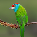 Blue-throated barbet sounds APK