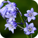 Bluebell flower Live Wallpaper APK