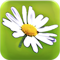 Blumy - Linguaggio dei fiori