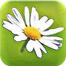 Blumy - Linguaggio dei fiori APK