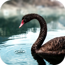 negro cisne Wallpaper Vídeo APK