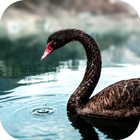 Black Swan Video Wallpaper icon