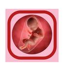 Bleeding In Pregnancy 图标