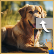 PicPuzz - Block Puzzle Games