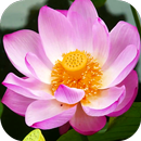 Blooming Lotus Video Wallpaper APK