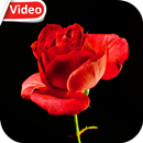 Blooming Rose Video Wallpaper APK