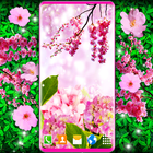 Flower Blossom Live Wallpaper आइकन