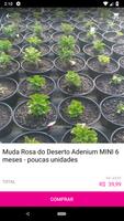 Rosa do Deserto - Valmor PRD Adenium Affiche