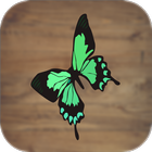 آیکون‌ Andrea Lima