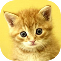 Baby Animals Game