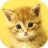 ikon Baby Animals Game