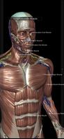 Introdução à Anatomia Humana تصوير الشاشة 2
