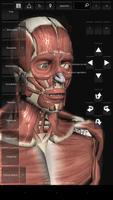 Demo Introd. à Anatomia Humana Affiche