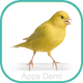 Sons Belgian Canary - Letterhe