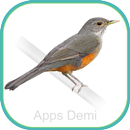Cantos de Sabiá - Laranjeira APK