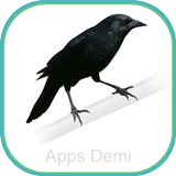 Cantos Pássaro Preto - Melro - آئیکن