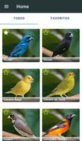 Cantos de Pássaros do Brasil Affiche
