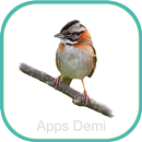 Cantos do Pássaro Tico Tico APK