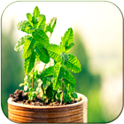 Cura pelas Plantas icon