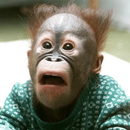 2# Stickers Animais Engraçados APK