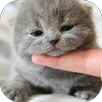 Cute Cat Wallpaper APK