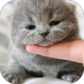 Cute Cat Wallpaper