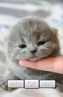 Cute Cat Wallpaper captura de pantalla 2